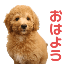 mayupomupurin_20230504221756