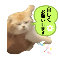 charm_20230504211122
