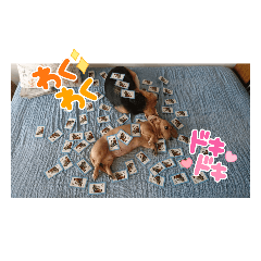 Sumire_20230504232020