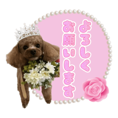 sakura_20230505000808