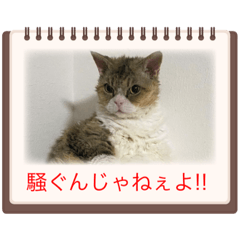 orikousandamono_20230504191746