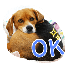 She is collon. Cute beagle stickers