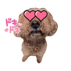 poodle sweet baby