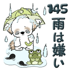 Shih Tzu dog 145 (rainy season)