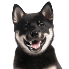 Black Sanin Shiba Inu