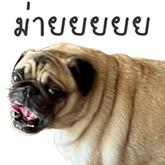 BoBo Cool Dog! – LINE stickers | LINE STORE