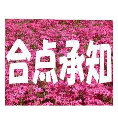 ys-1 language of flowers