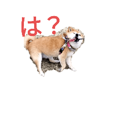 rinrin_20230505160743