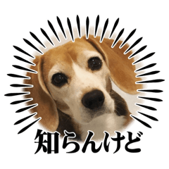 kumachan_20230505190352