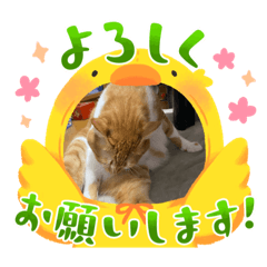 nekochan_20230505231441