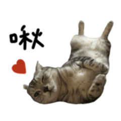 可愛的臭搗灰❤️