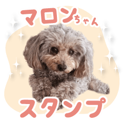 Stamp of Toy Poodle marron.