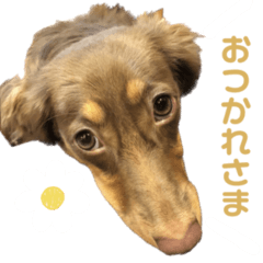 ooishi's dog