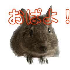 degu-noohagichan