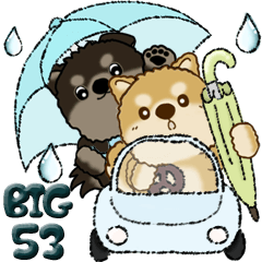 【Big】柴犬・ちゃちゃ丸たち 53『雨嫌い』