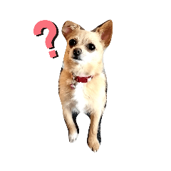 momoko_20230506140951