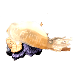 higeji_20230506113236