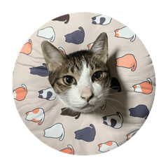 小笨貓的可愛日常