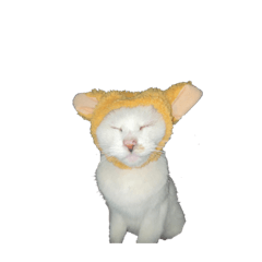 pachu_20230507064550