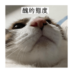 小笨貓的可愛日常2.0