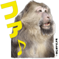 Tibetan Macaques JMC (Revised version)
