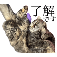 rina._20230506215557 – LINE stickers | LINE STORE