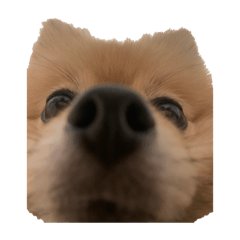 sakura_20230507011853