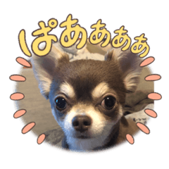 Chihuahua Family CHANNEL_20230506221326