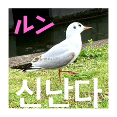 Cat and Pigeon speak in Korean