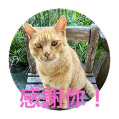 Orange cat inChinese