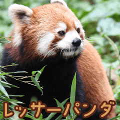 friends of the zoo(red panda)2
