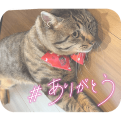 sakura_20230508183756