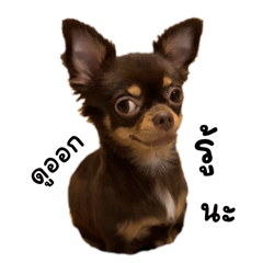 ChuChu the Chihuahua