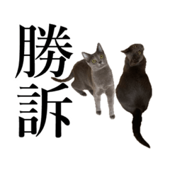 chaoz&yamucha_ russianblue