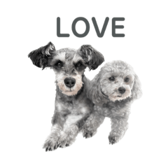 toy poodle and miniature schnauzer