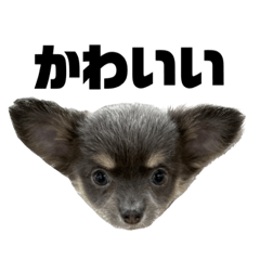 Lily's super pretty daily life