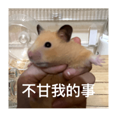 黃金鼠 倉鼠
