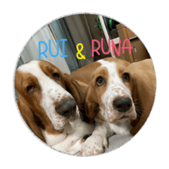 Basset Hound RUI&RUNA