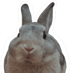 Gontao - The Rabbit