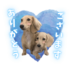 Dachshund-Purin and Milk