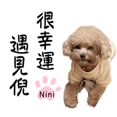 我是一隻可愛的貴賓小狗狗我的名字叫nini