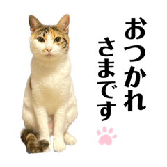 三毛猫チマキのお仕事スタンプ【敬語】