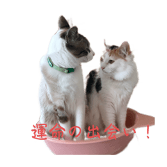 marimonosuke_20230509215548