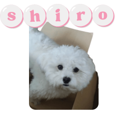 Whitey Shiro Onomatopoeia ver.