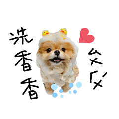 Pomeranian Bawan