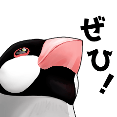 "Is there a human inside?" Java sparrow