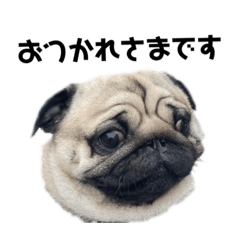 pug_noru3