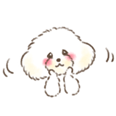 Musashi the toy poodle