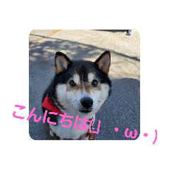 SAKURA_20230510194650