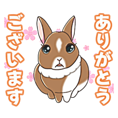 Hime-chan my little rabbit